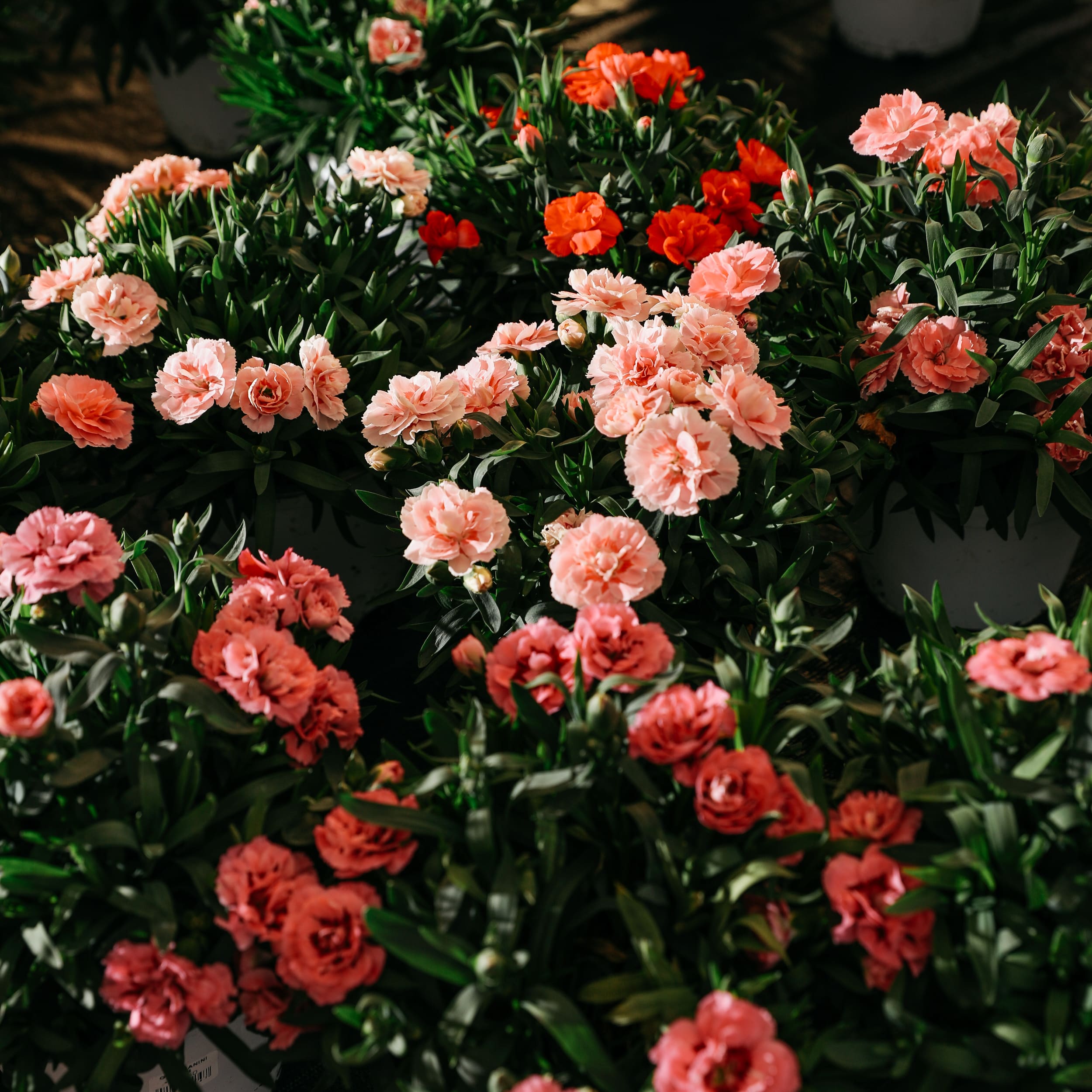 Fiori di garofanino in varietà