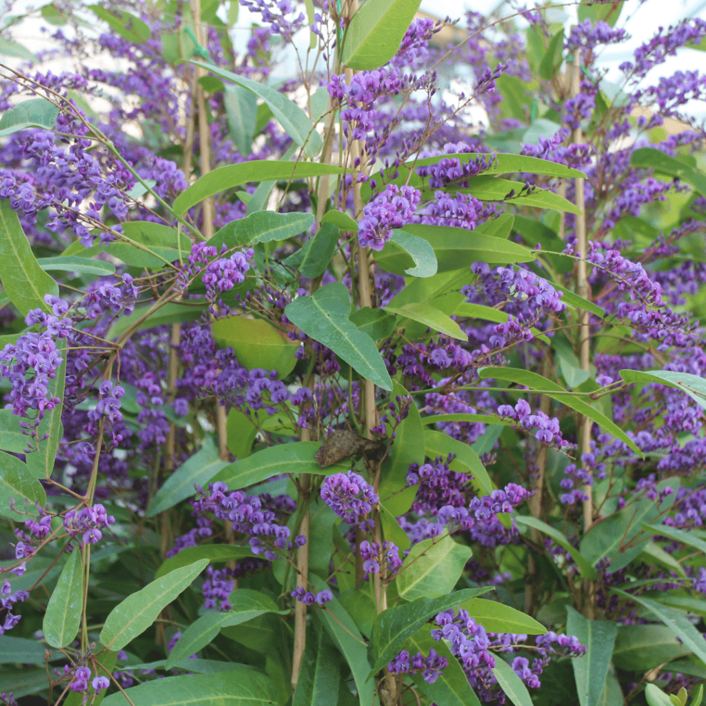 Hardenbergia violacea in fiore