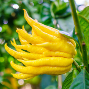 Cedro mano di Buddha