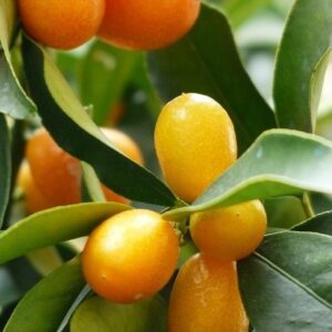 Kumquat Mandarino cinese
