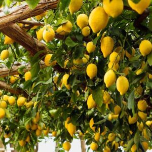 Limone amalfitano