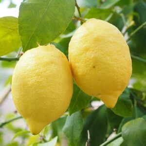 Limone quattro stagioni