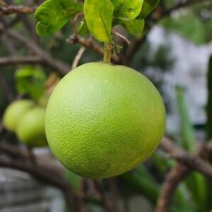 Pomelo