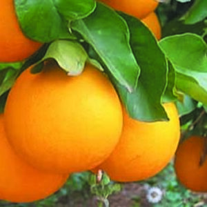 Arancio valencia
