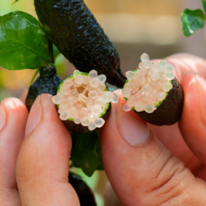 Limone caviale Finger lime