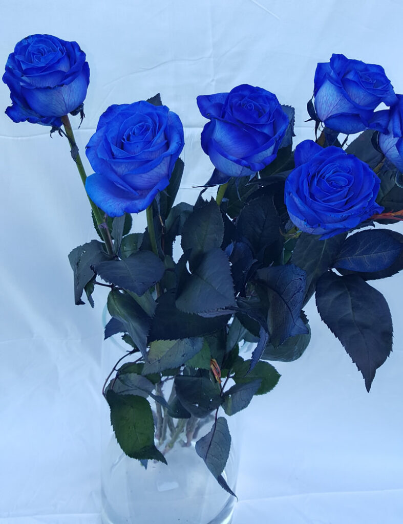 Rosa Blu creata con coloranti - Questa rosa in natura NON esiste