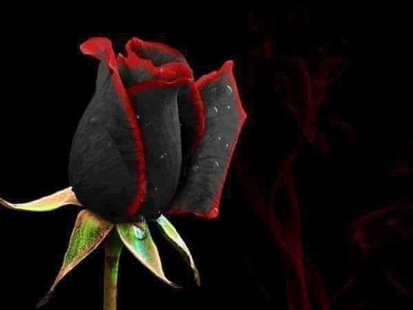 Rosa nera fotoritoccata - Questa rosa NON esiste
