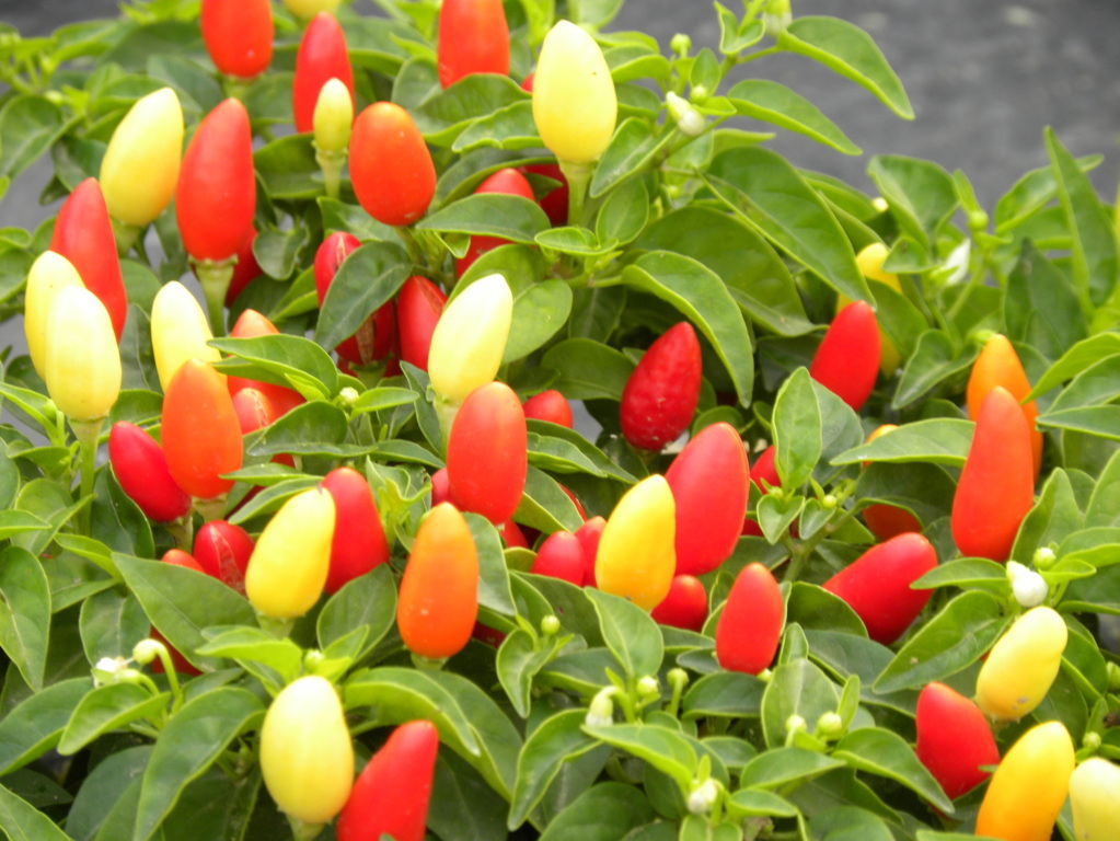 Peperoncino Fuoco della Prateria