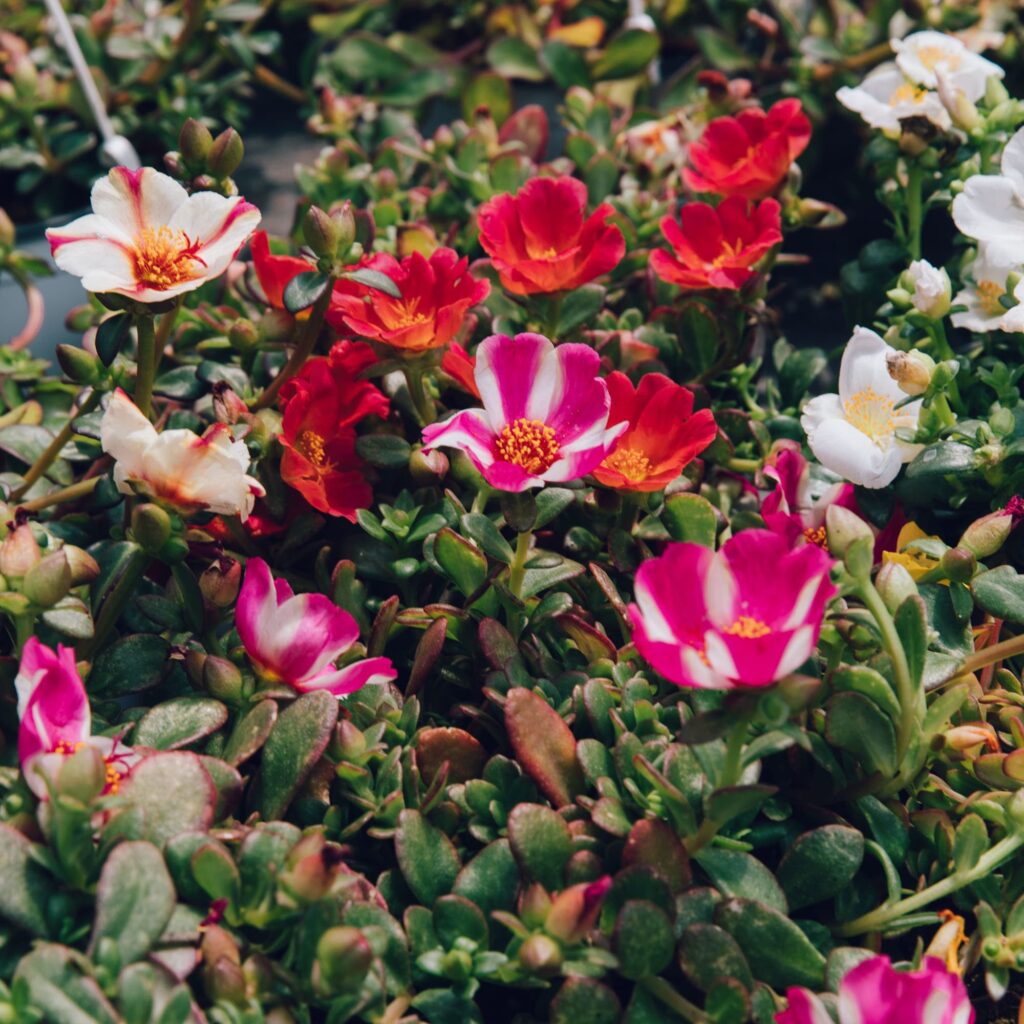 Portulaca