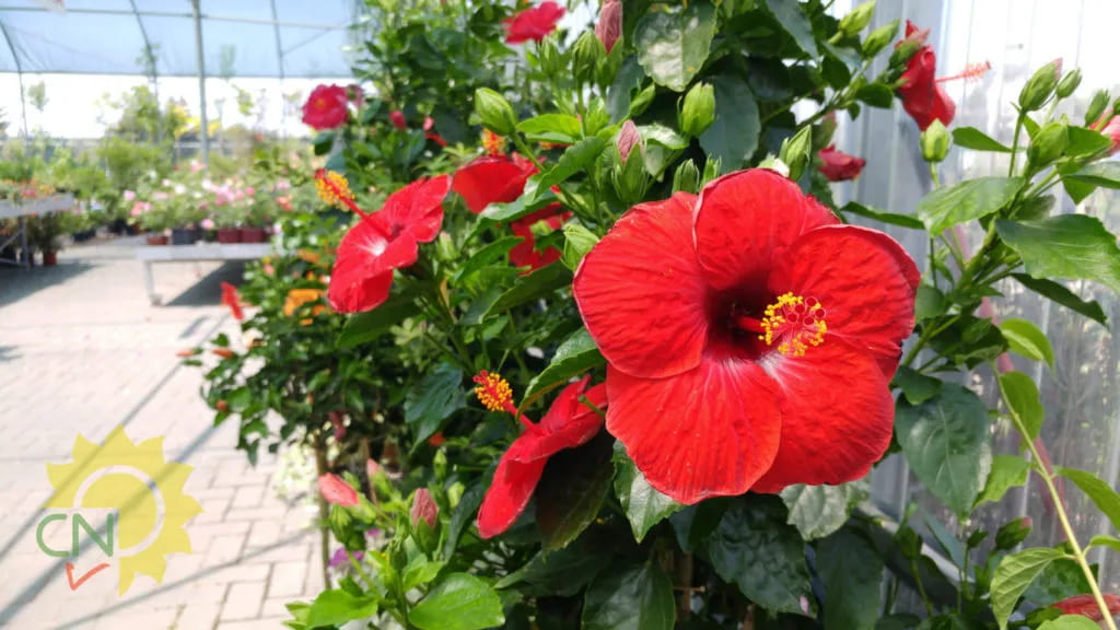 Hibiscus