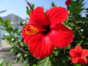 Hibiscus rosa-sinensis rosso
