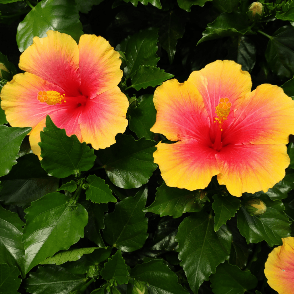 Hibiscus jumboliscus