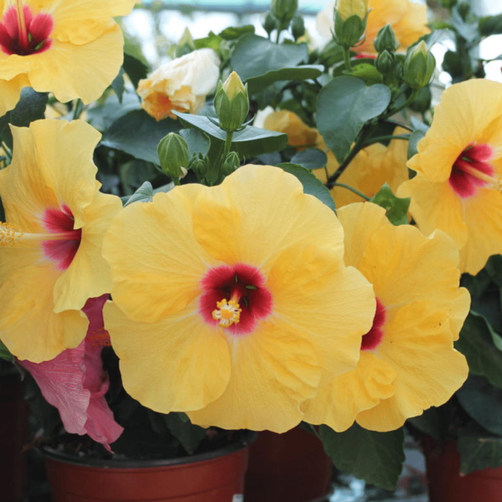 Hibiscus rosa-sinensis giallo