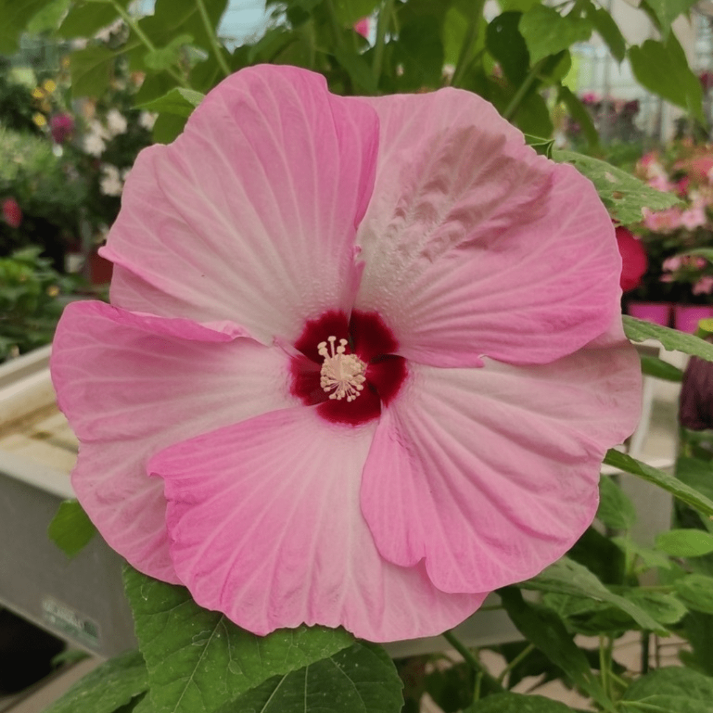 Hibiscus palustris