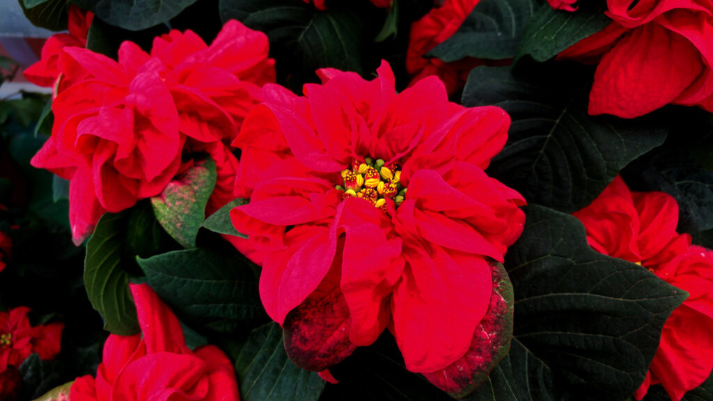 Stella di Natale riccia