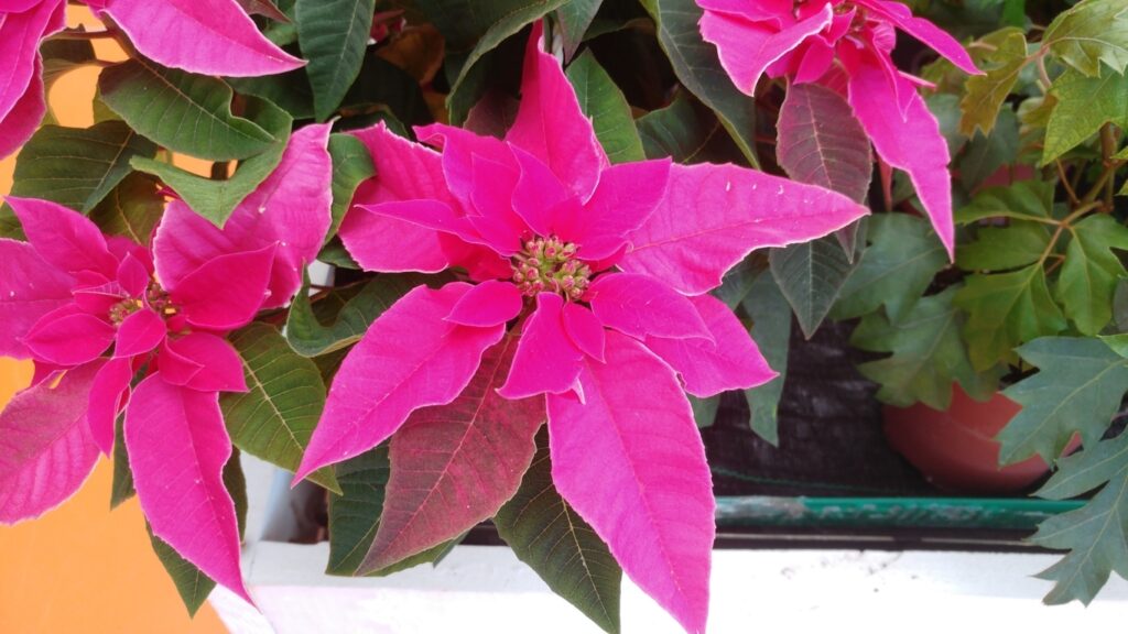 Stella di Natale fucsia