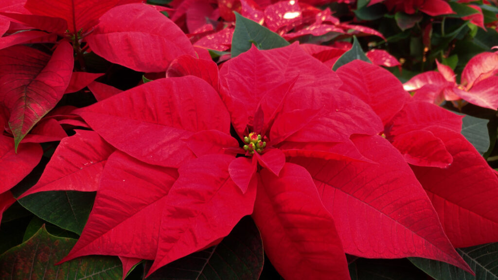 Stella di Natale rossa