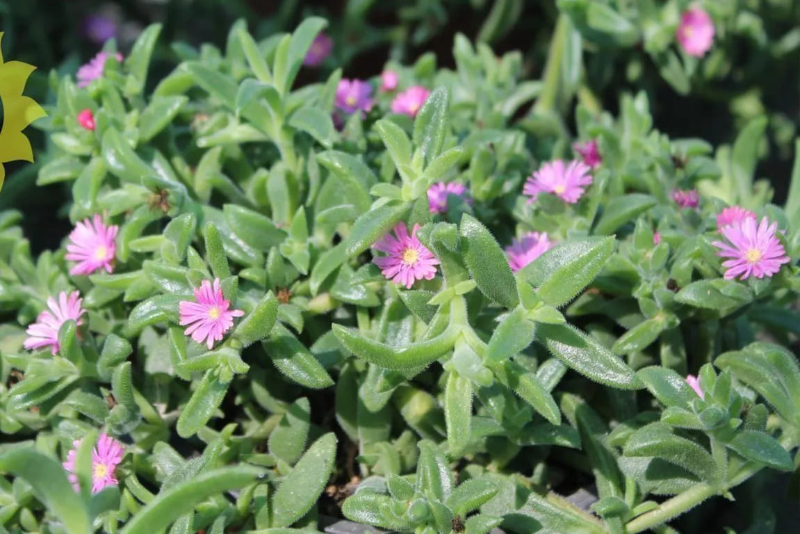 Delosperma