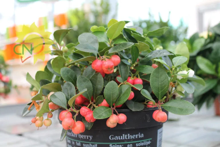 Gaultheria