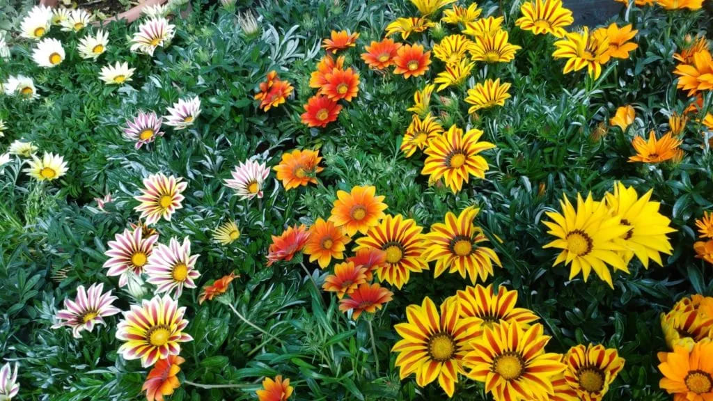 Gazania