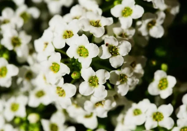 Lobularia Marittima (Alisso)