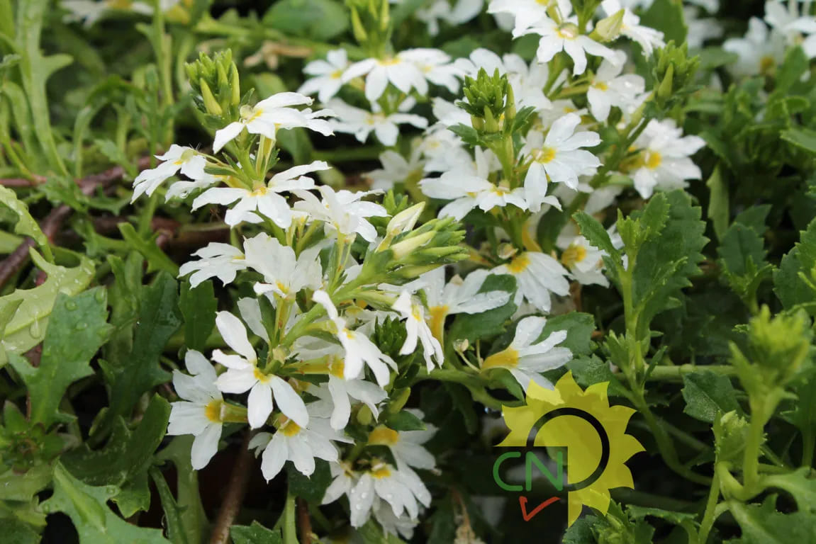 Scaevola