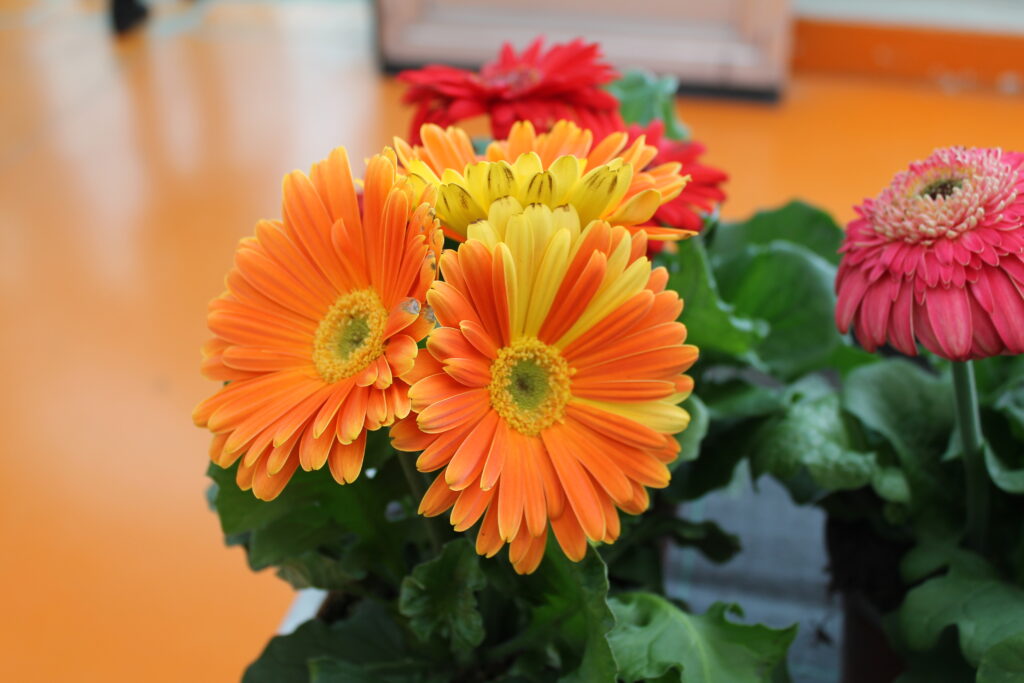 Fiori di Gerbera