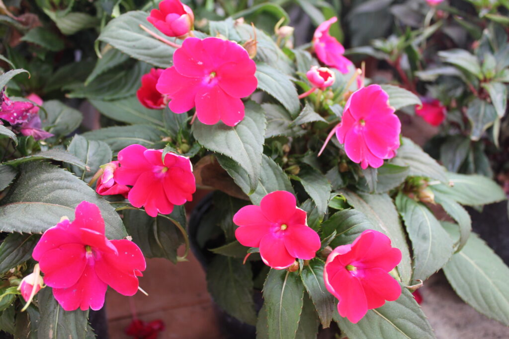 Pianta di Impatiens