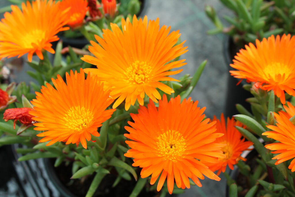 Fiori di Lampranthus