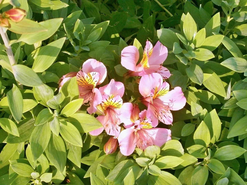 Alstroemeria