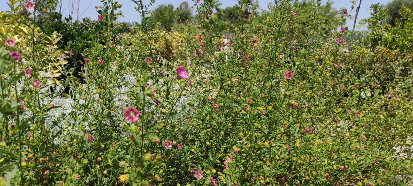 Anisodontea