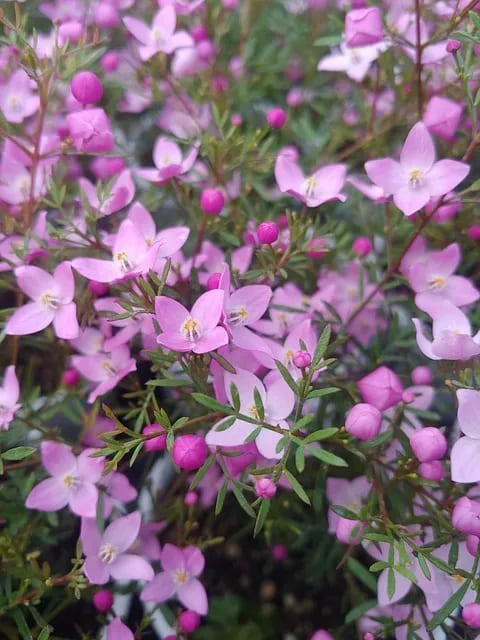 Boronia