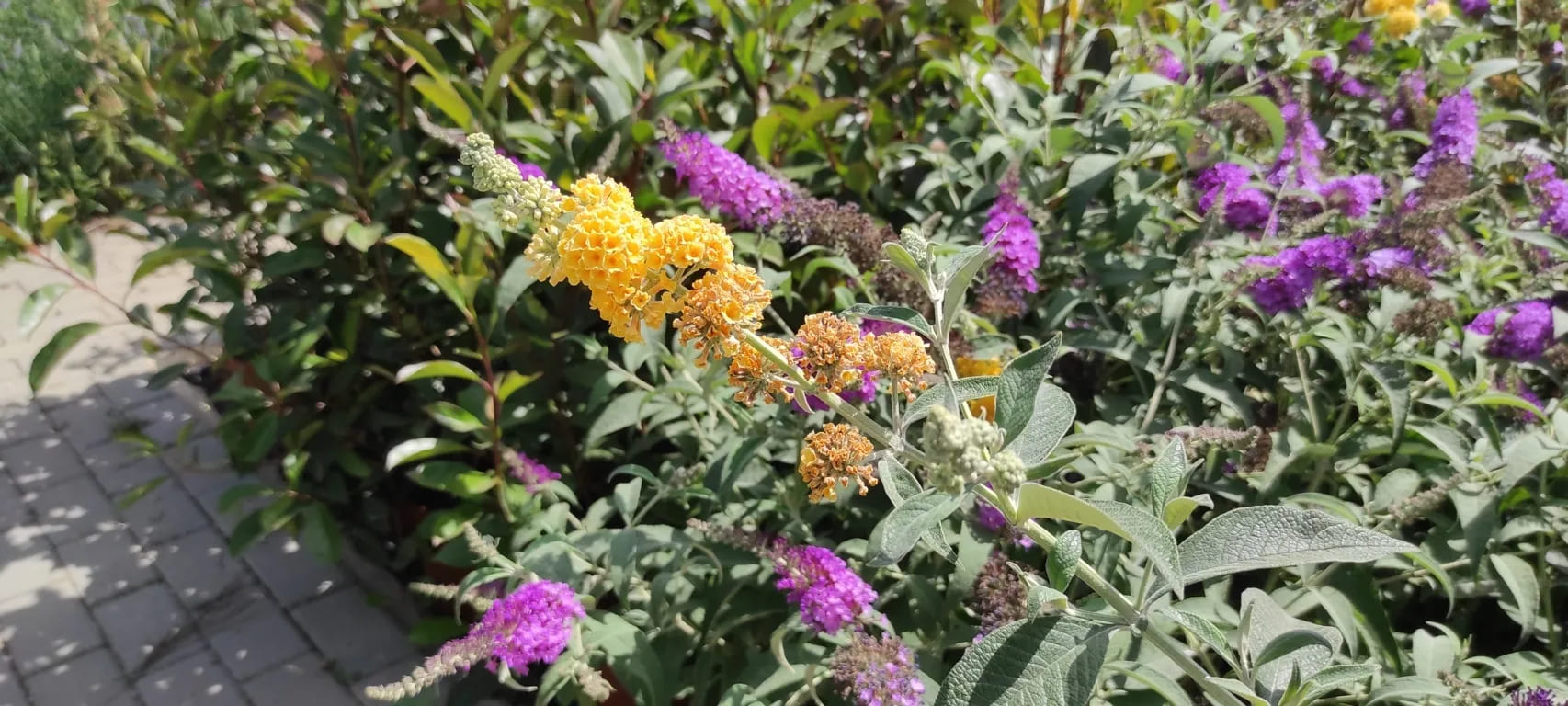 Buddleja