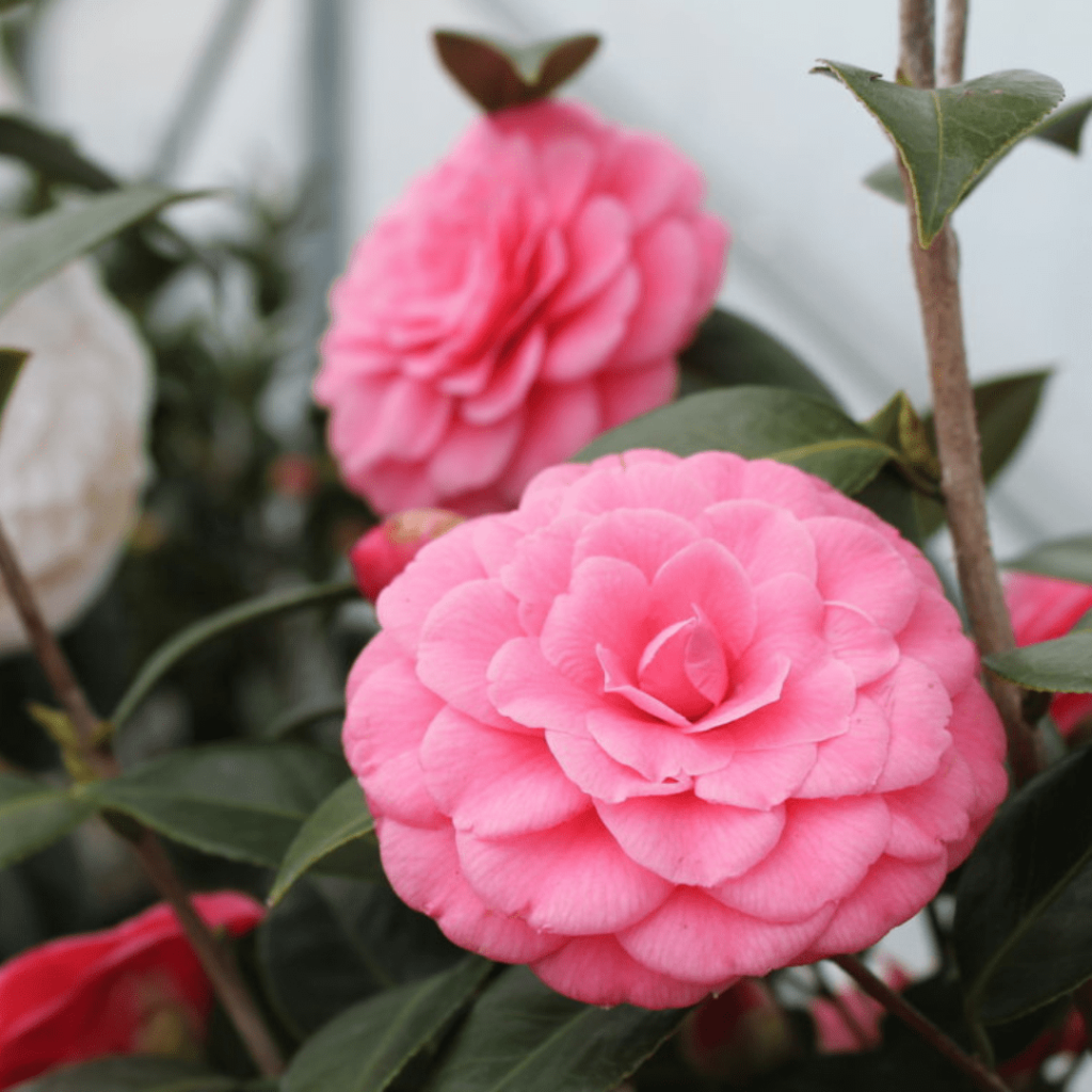 Fiore di Camelia japonica