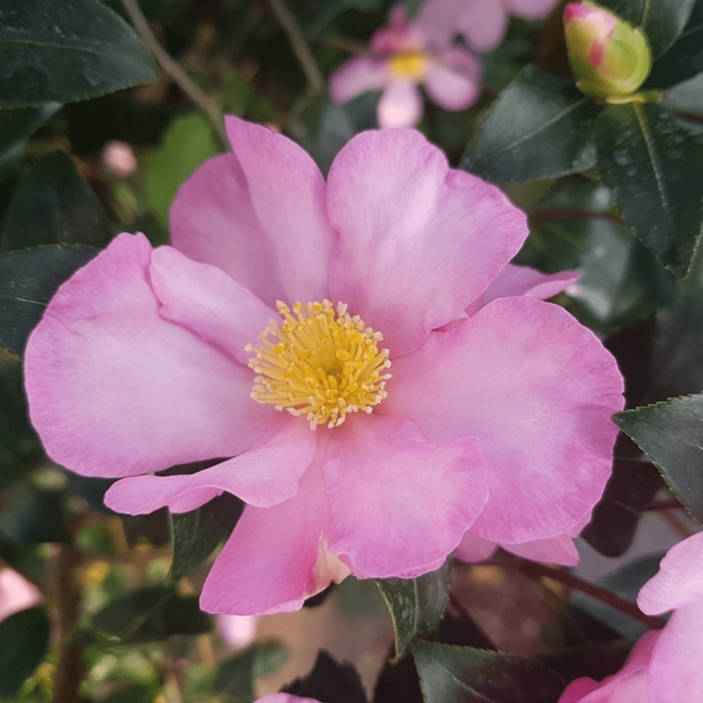 Fiore di Camelia sasanqua