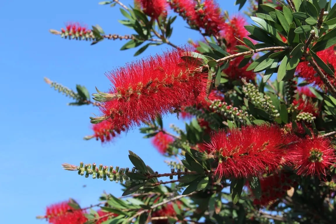 Callistemon