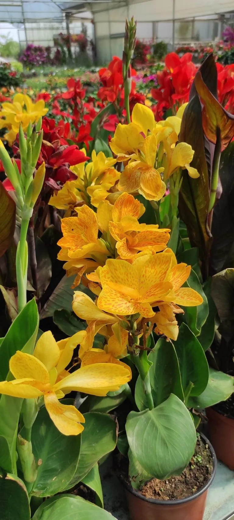 Canna Indica