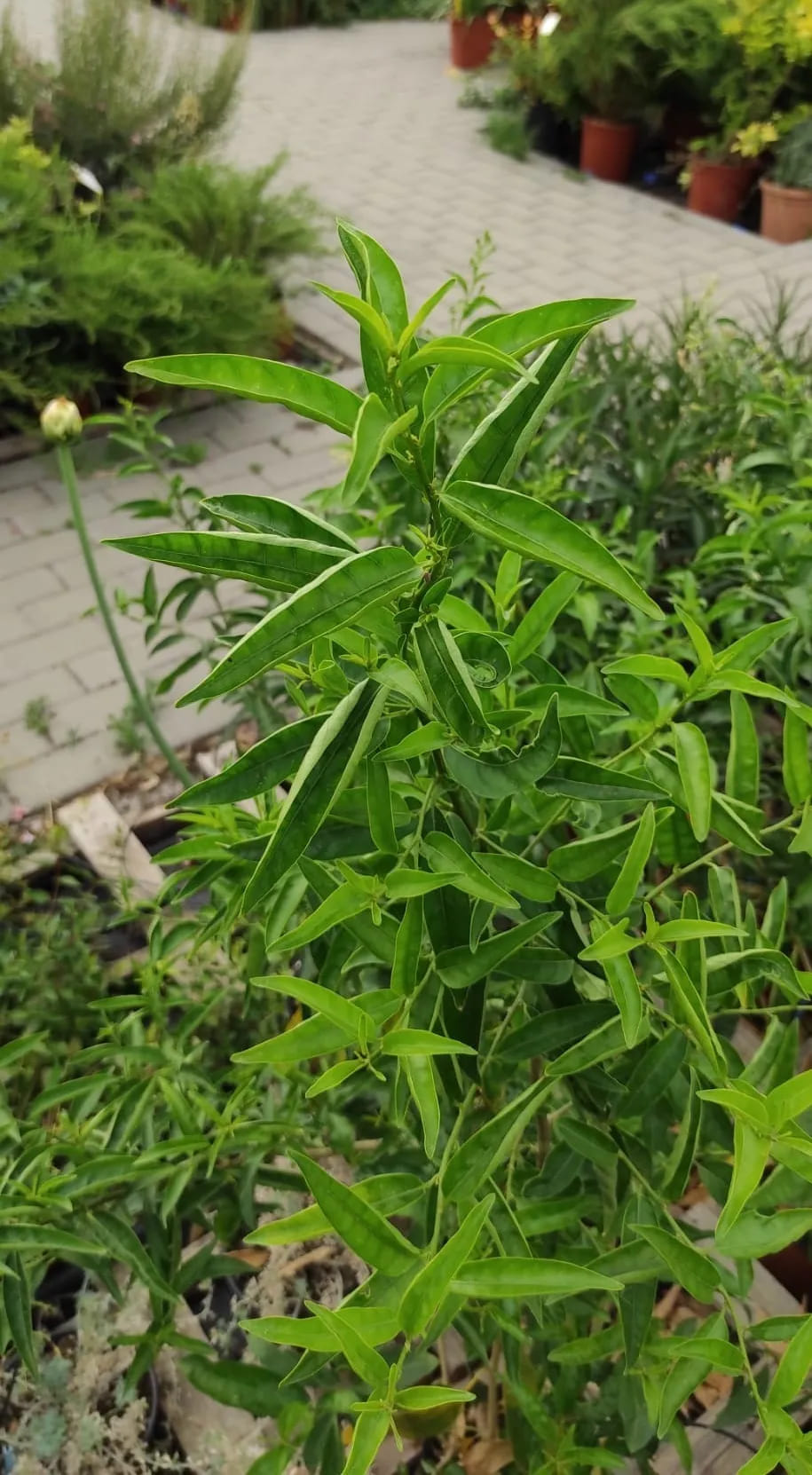 Cestrum nocturnum