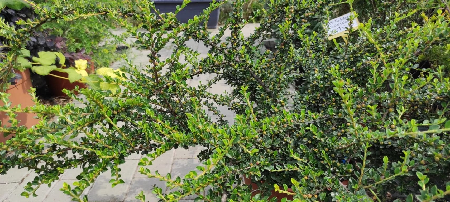 Cotoneaster