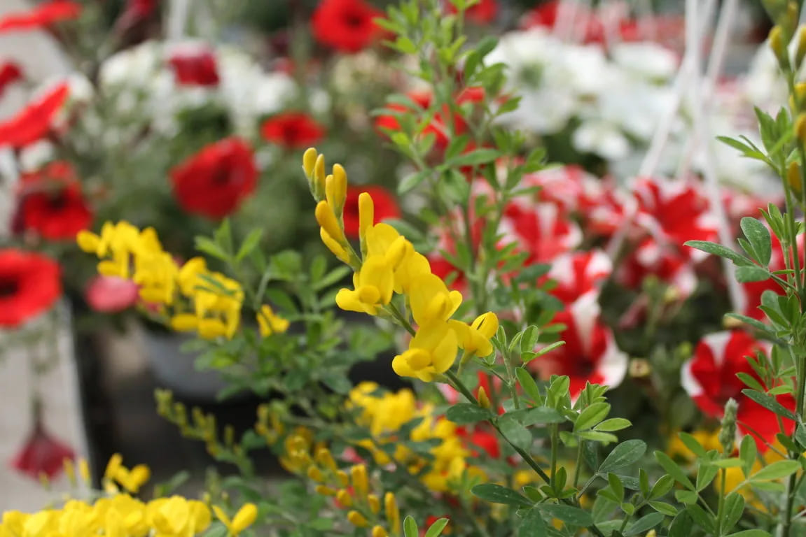 Cytisus