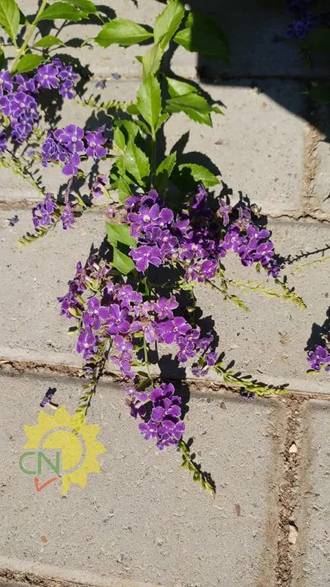 Duranta