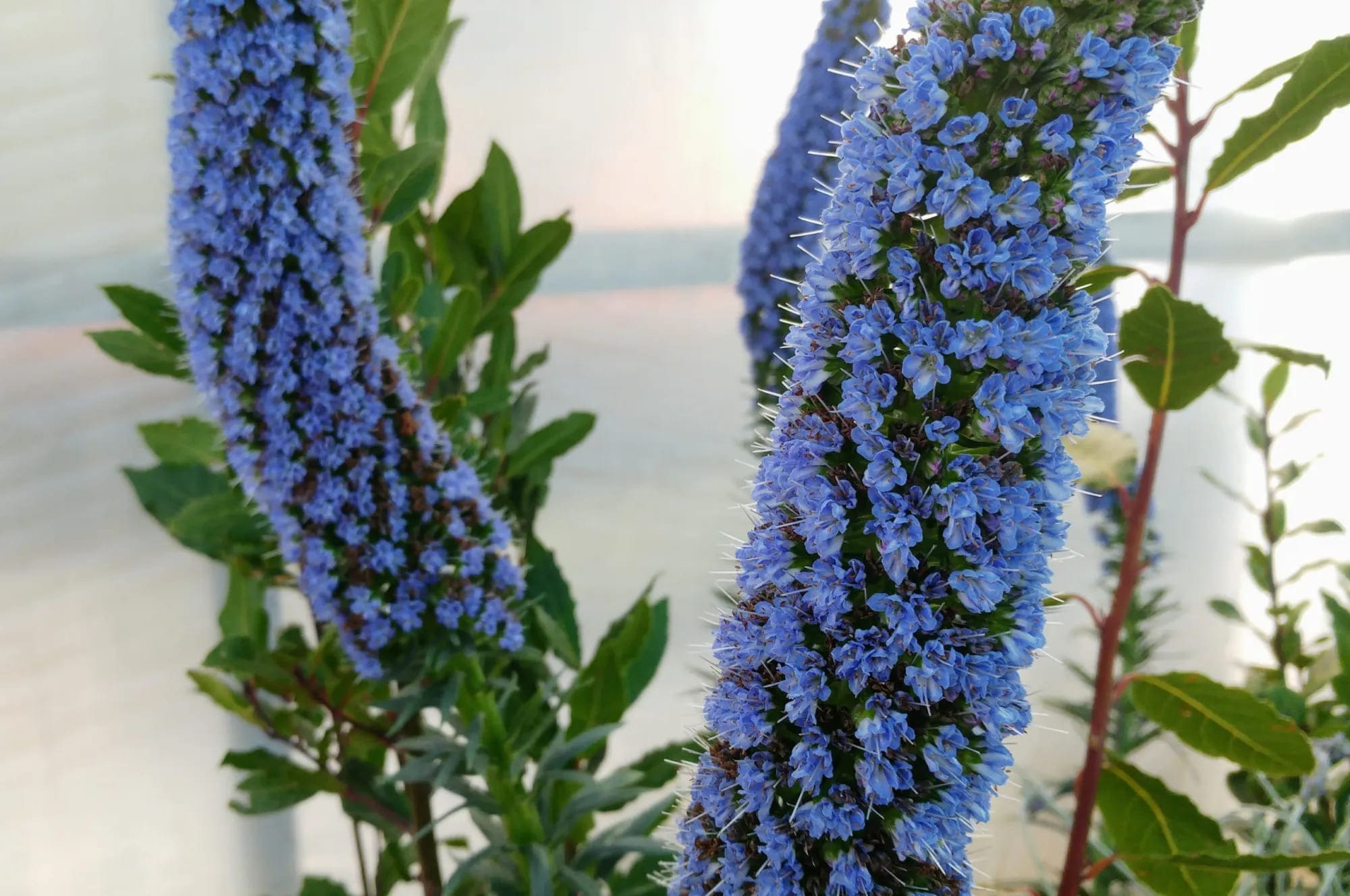 Echium fastuosum