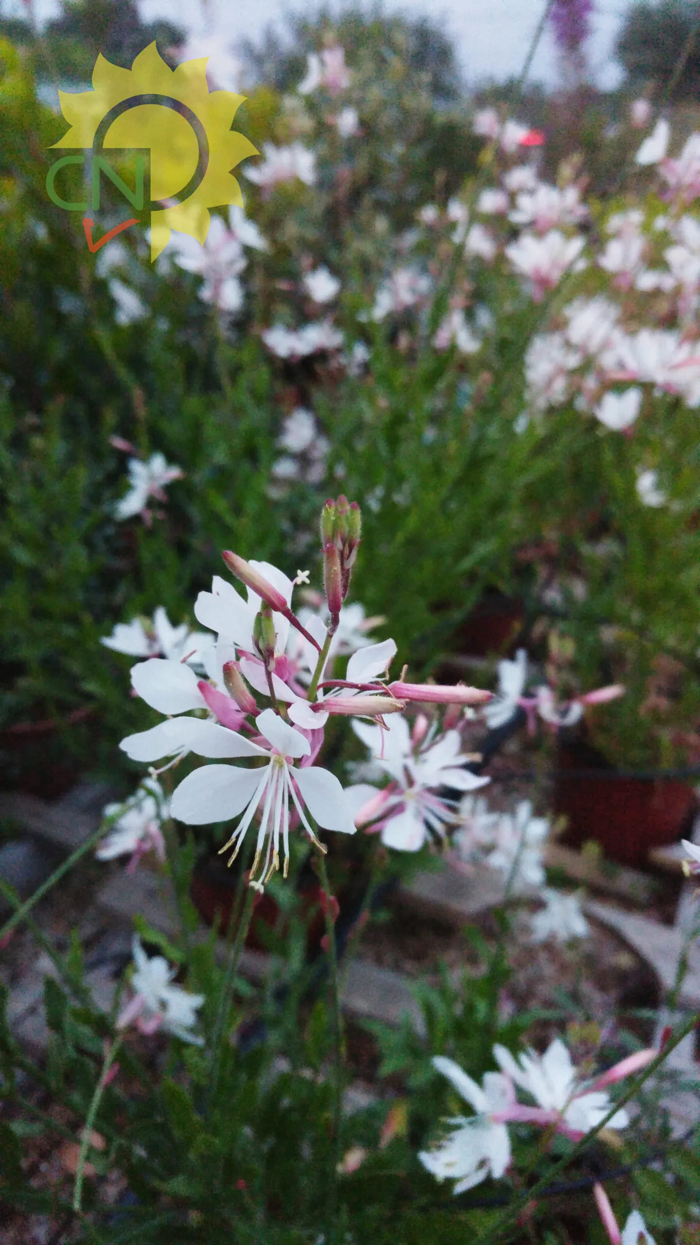 Gaura