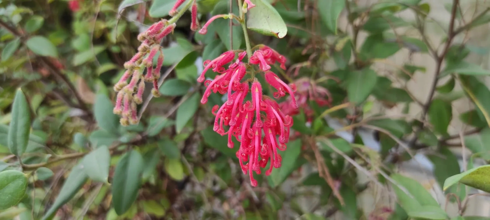 Grevillea