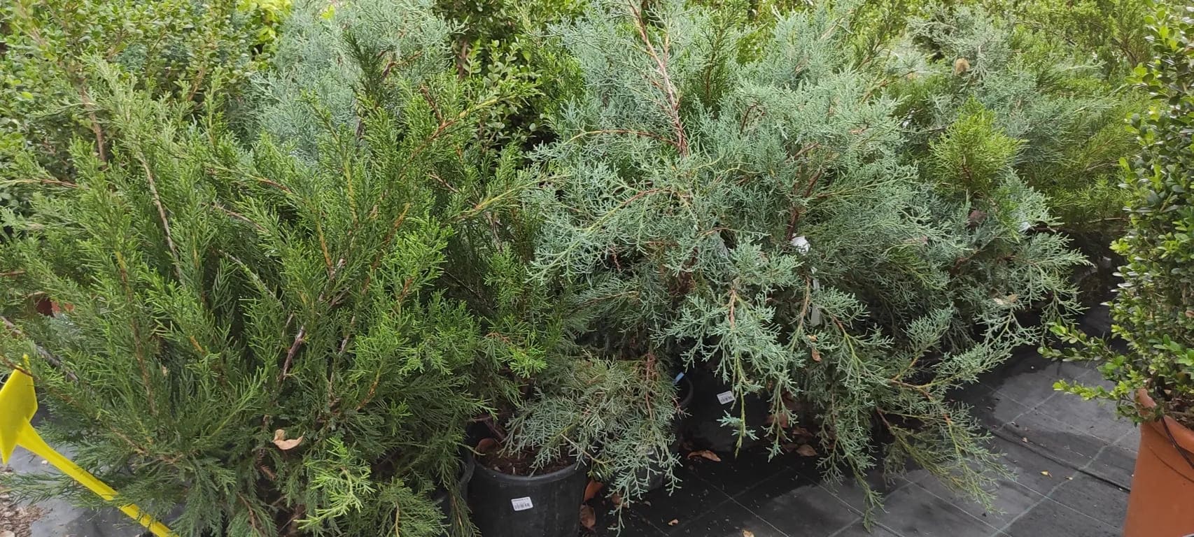 Juniperus