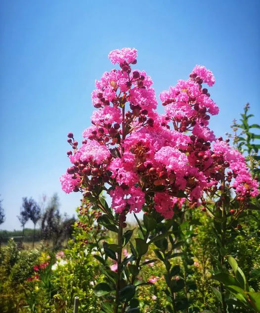 Lagerstroemia