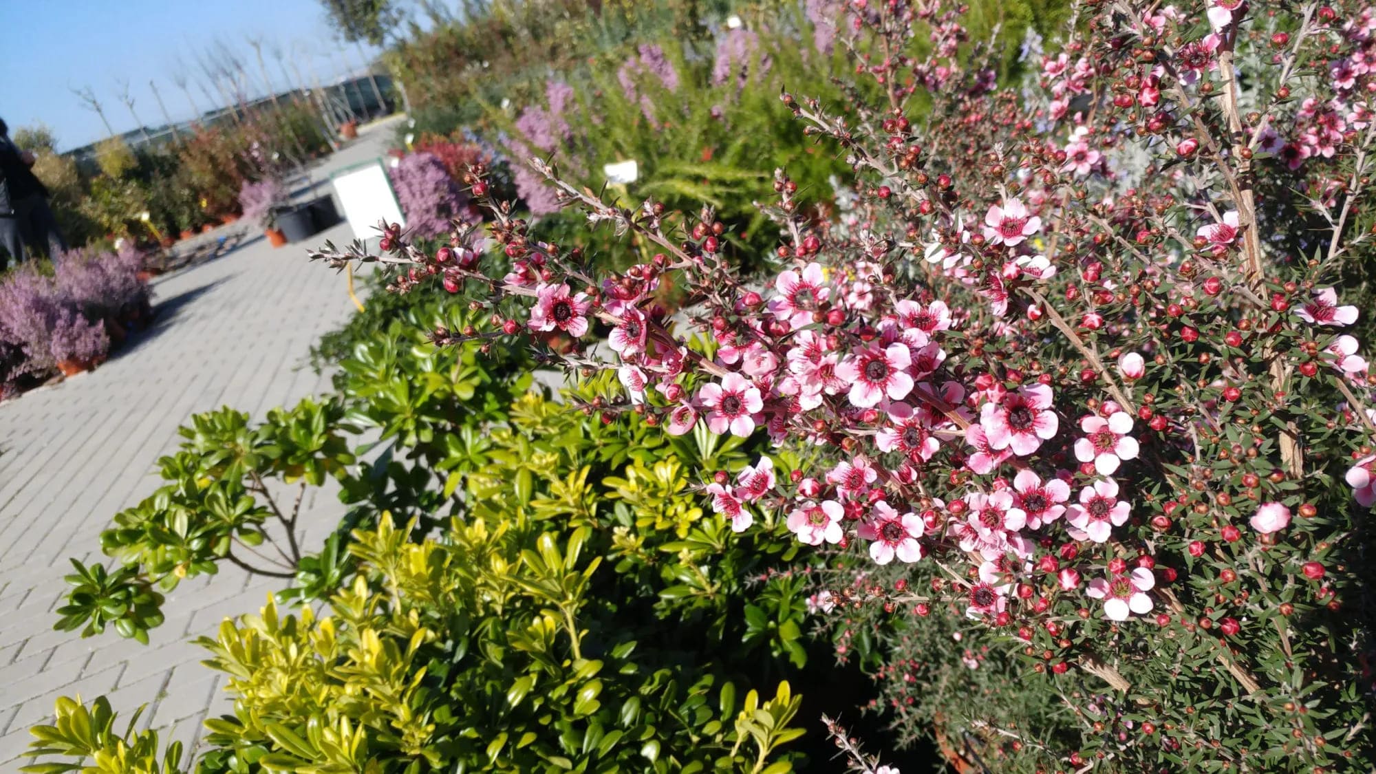 Leptospermum