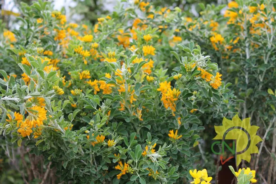 Medicago