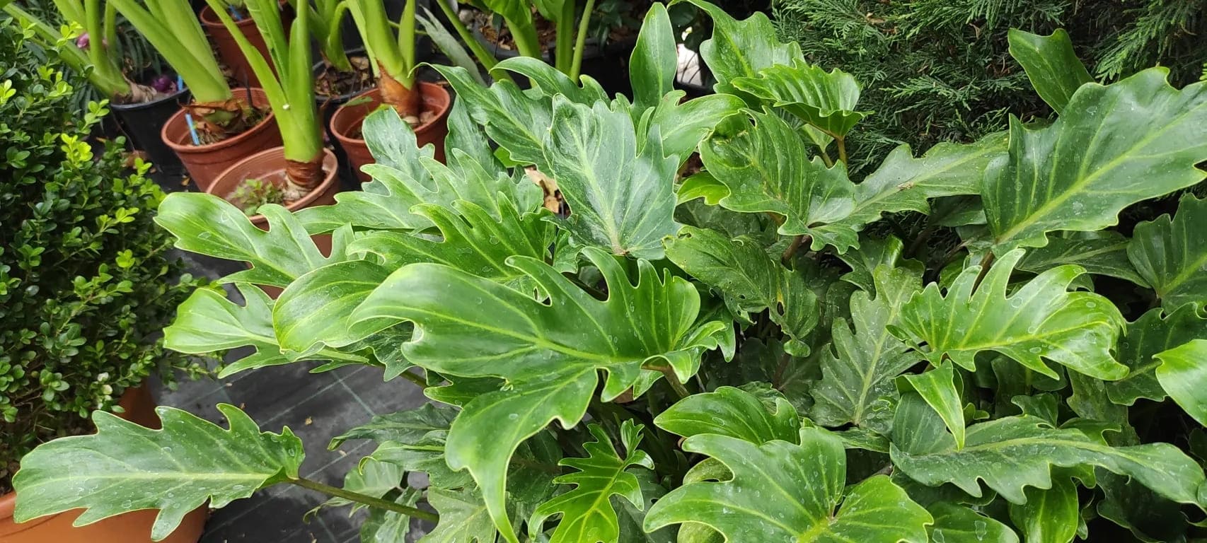 Philodendron
