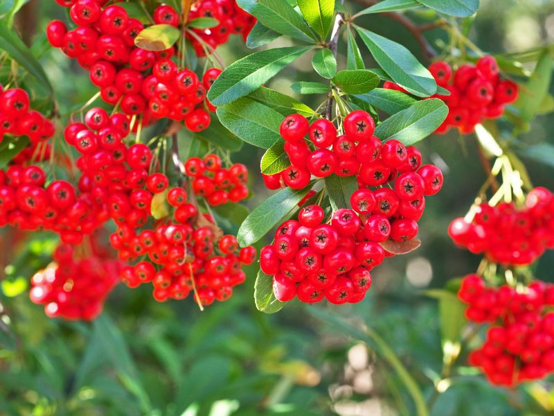 Pyracantha